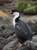 Antarctic shag