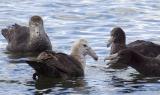 Southern Giant petrels