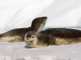 Leopard seals looking like moray eels