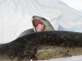 Leopard seal yawn
