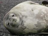 Weddell seal awake