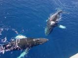 Humpback whales