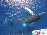 Humpback whales