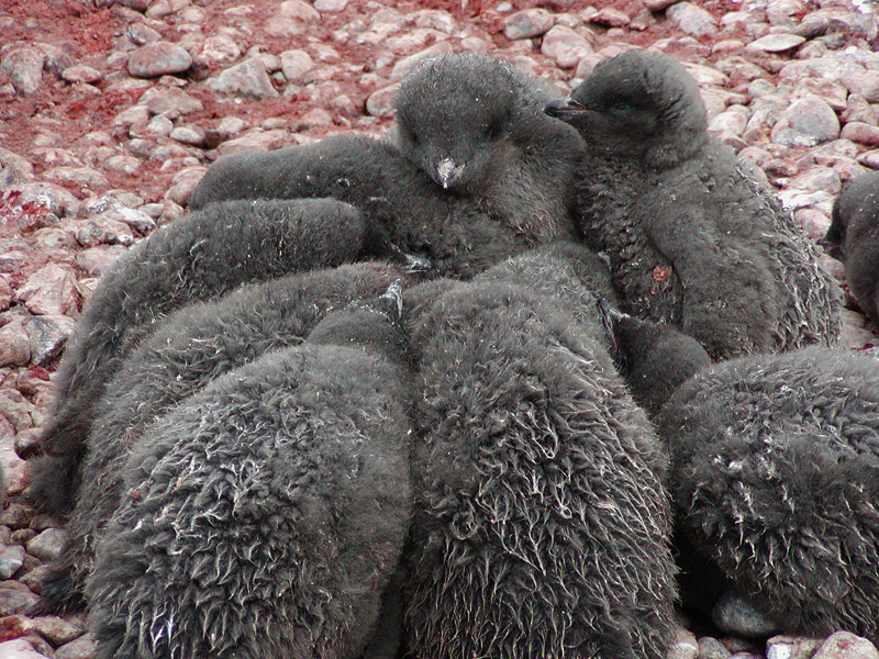 Adelie penguin chick huddle (aka creche)