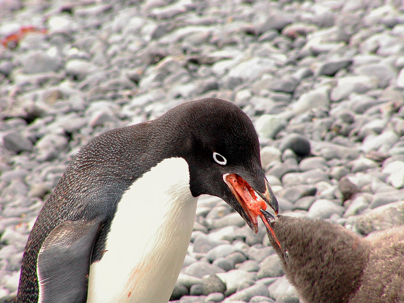 Adelie penguin feeding chick krill