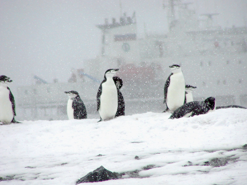 Chinstrap penguin and the Mikheev