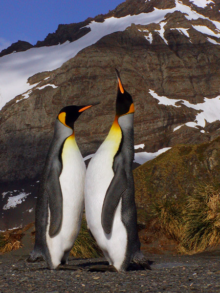 King penguins greeting