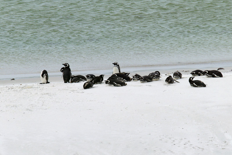 Magellanic penguins on the beach in the Falklands