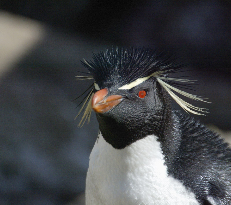 Rockhopper penguin