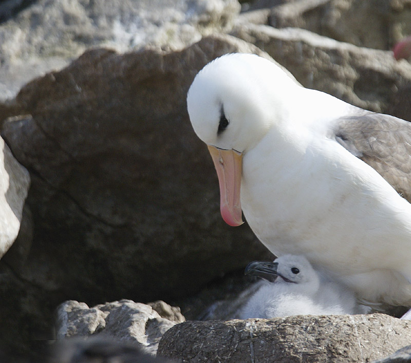 Black-browed albatross and chick