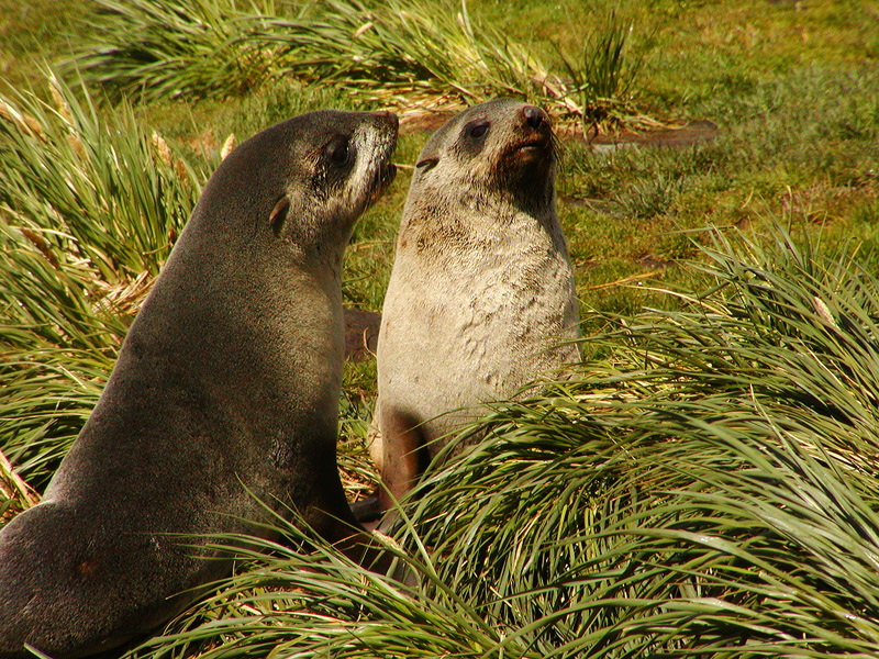 Fur seals
