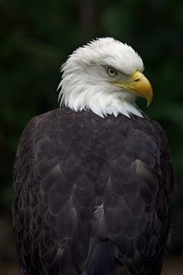 Bald-Eagle-rehab.jpg