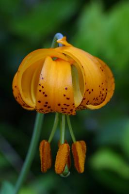 Columbia-Lily.jpg