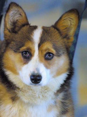 u24/dj/medium/14181249.Corgi.jpg