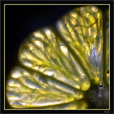 Lemon, backlight.