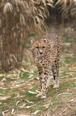 Cheetah at Grassmere...