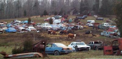 Cows in the junkyard