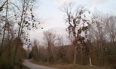 Shoe Tree