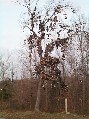 Shoe Tree
