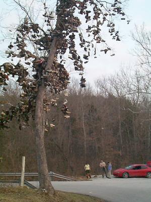 Shoe Tree