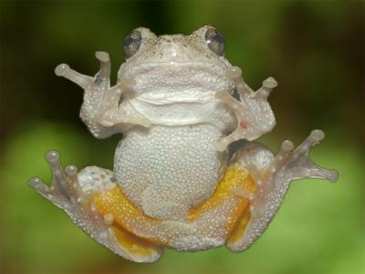 Frog on the screen.jpg