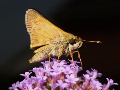 Butterfly 1683 (V22)