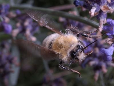 Bee taking off 0214 (V34)