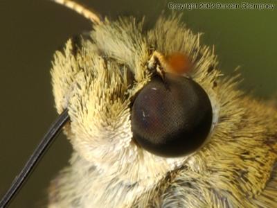 Butterfly closeup 0457 face crop (V34)