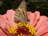 Butterfly in flower 0439 (V34)