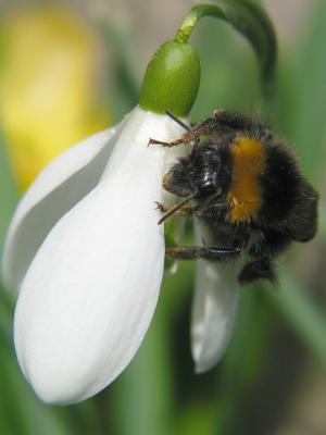 Bumble Bee on first flower in March