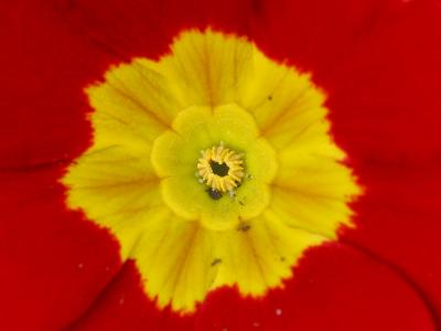 Center of Red Primula