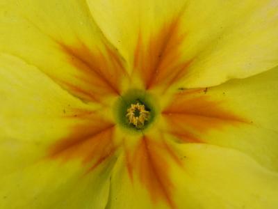 Center of Yellow Primula