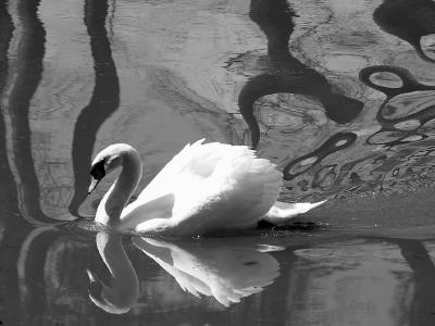 Swan Swirls