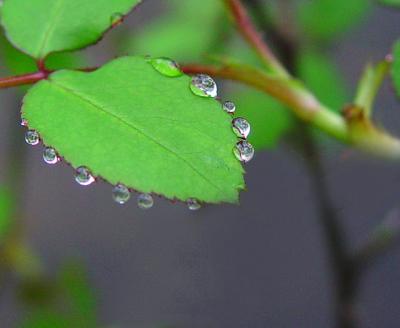 Necklace of Raindrops