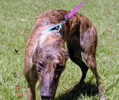 These dogs have found forever homes