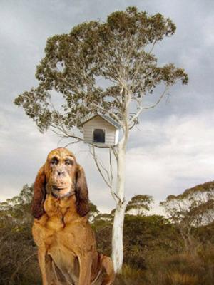 u24/fourfarthings/medium/15393528.apedoghouse.jpg