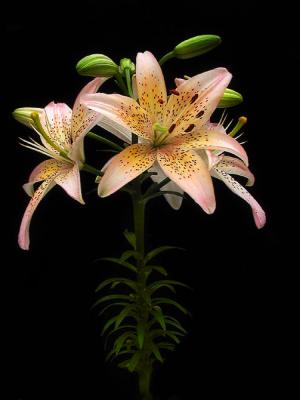 Asian Lily 3