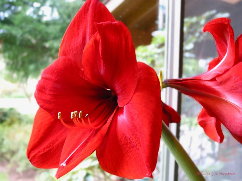 Red Amaryllis (drybrushed)