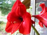 Red Amaryllis (drybrushed)