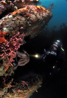 monterey_bay_scuba_diving