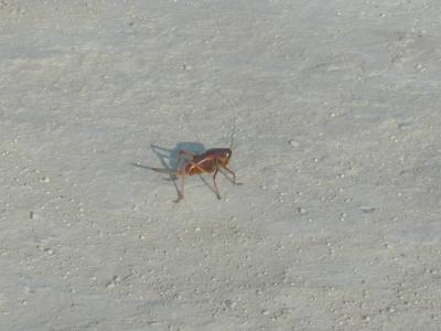 mormon cricket