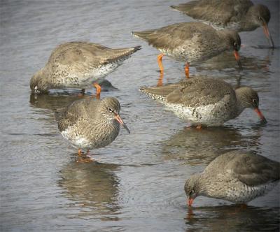 Redshank