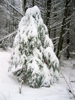 Tiger Christmas Tree -- Before