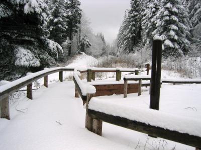 Paw Print Rest Stop