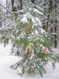 Tiger Christmas Tree -- After shaking the snow off