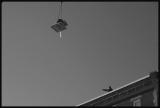 Crane
