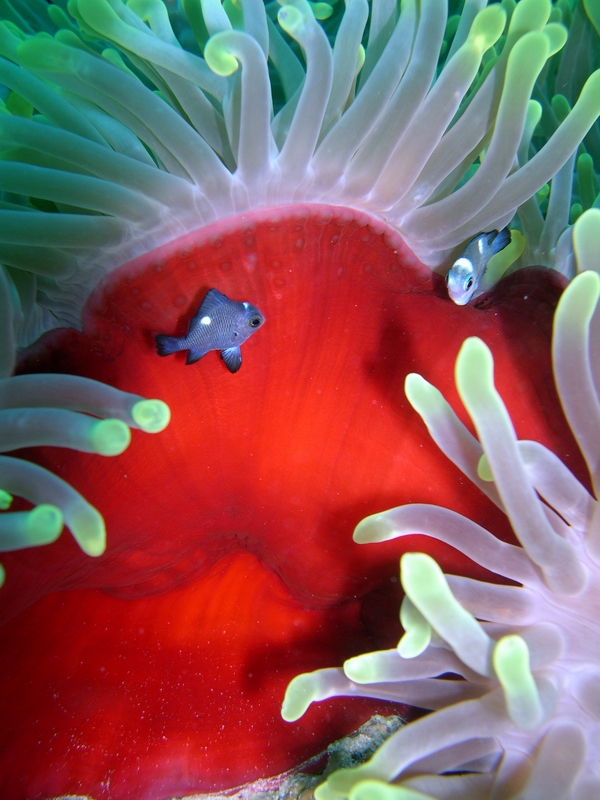 Red Sea Anenome