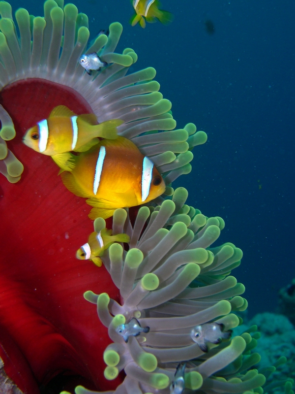 Red Sea Anenome