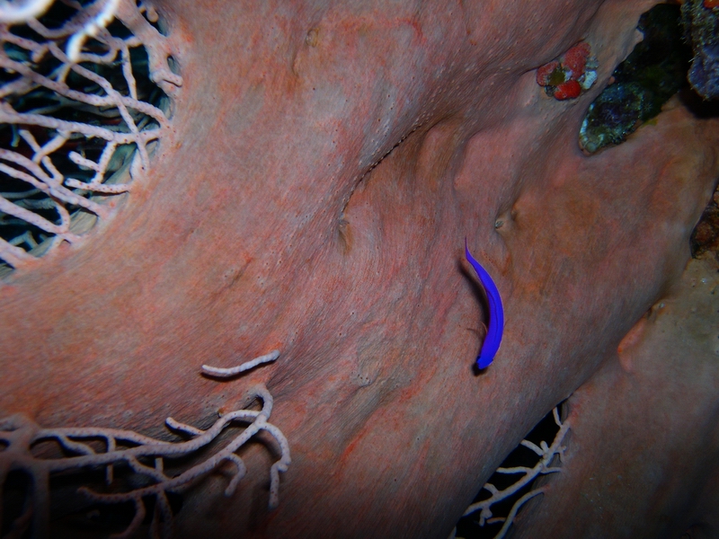 Fridmani fish(named after my expensive friend David Fridman)