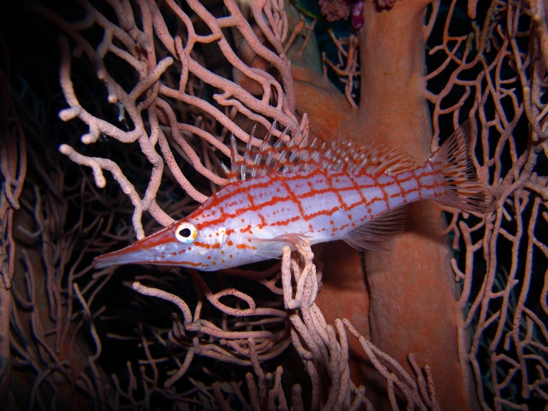 Long Nosed Hawkfish